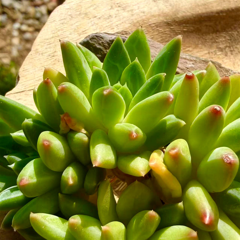 Echeveria 'Oracrium' Cluster 3"-3.5" Across - Sought-after Rare Succulent Live Plant