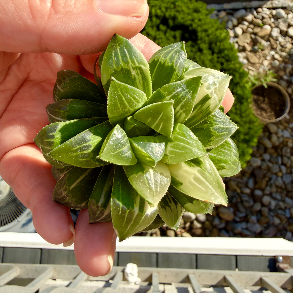 Haworthia 'Heidelbergensis' ~3" Diameter Preferred Succulent Live Plant