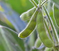 Midori Edamame (Bush) Soybean