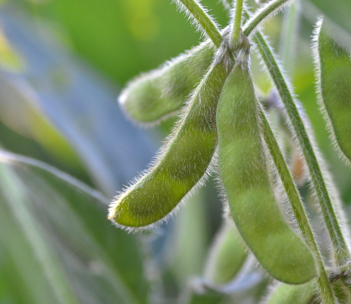 Midori Edamame (Bush) Soybean