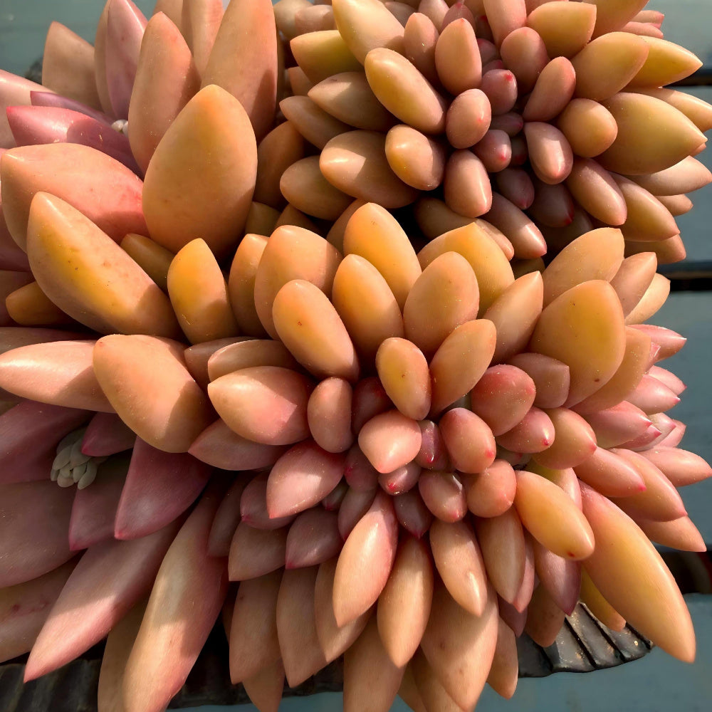 THY078-0033 Rare Echeveria 'Peach Blossom Spring' - 4-Years Grown 5" Large Living Succulent - A Unique Gift For Plant Lovers