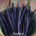 Blue Coco Pole Bean Seeds – Heirloom, Bluish-Purple Pods, Stringless, 30 Seeds, Climbing Vine, Edible & Ornamental, Phaseolus vulgaris