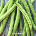 Contender Bush Bean Seeds – Heirloom, Stringless Green Beans, 30 Seeds, Fast Maturity, Compact, Non-GMO, Open Pollinated, Edible Pods