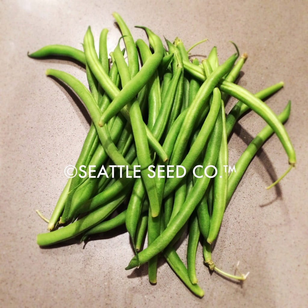 Beans - Blue Lake FM-1 (Pole)