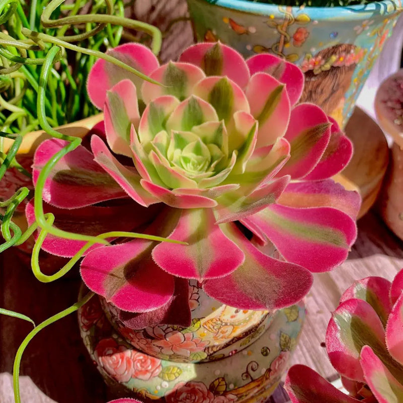 Aeonium 'Pink Witch' - Sought-after Colorful Addition to Collection