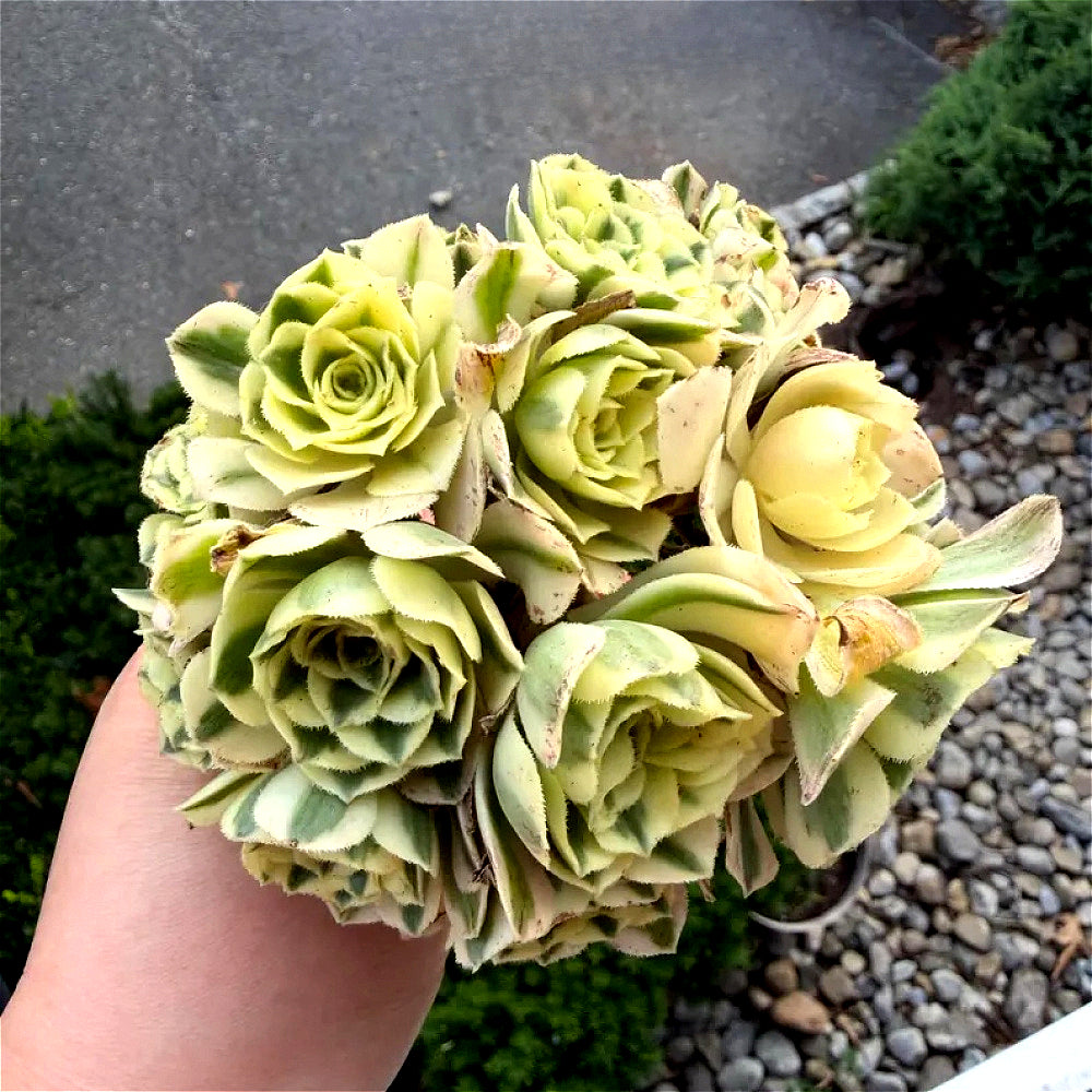 Luxury Rare Small-Bouquet-Style Succulent - Aeonium 'Maybach' Variegata Cluster - Perfect As Wedding Favors or Indoor Decor