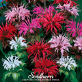 Monarda Bee Balm Mix Seeds - Native Perennial Flowering Plant for Pollinators, Aromatic Leaves, Deer-Resistant, Heirloom, 20 Seeds