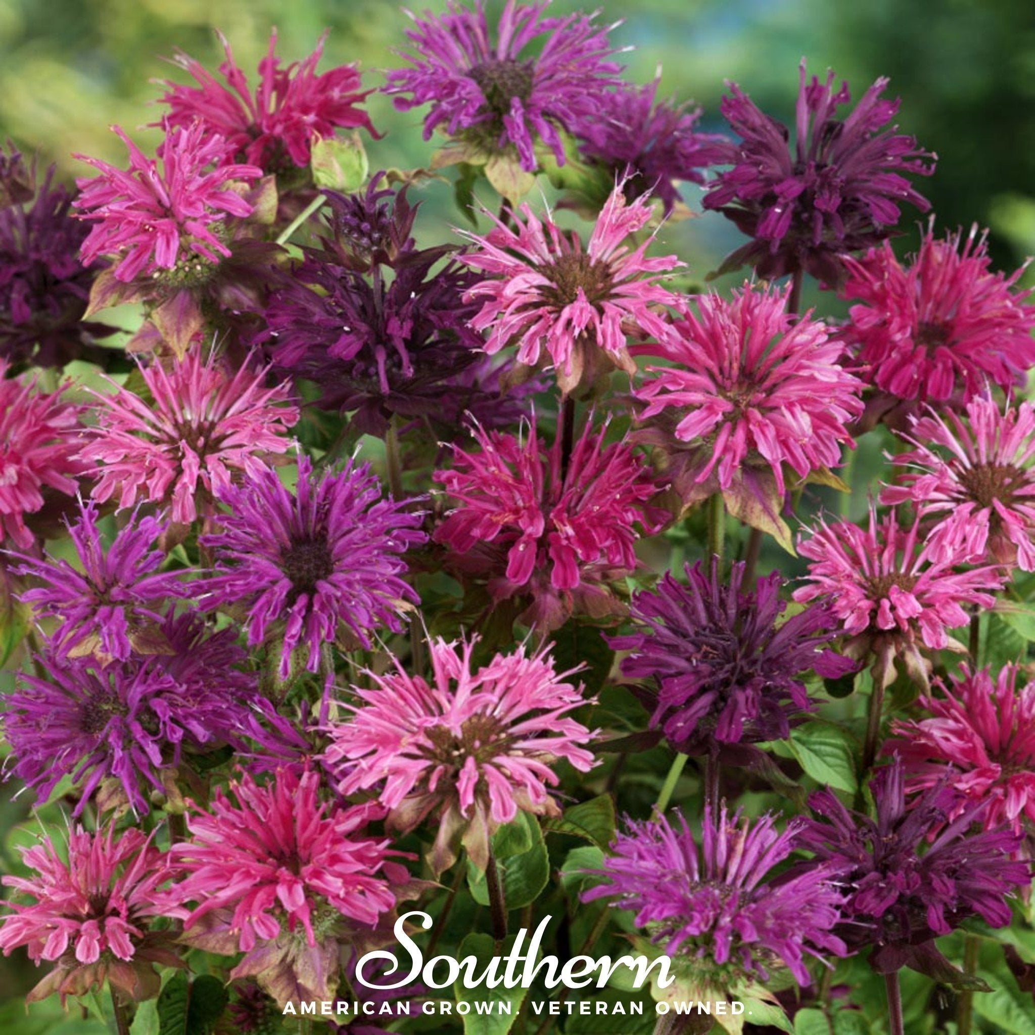 Monarda Bee Balm Mix – 20 Seeds