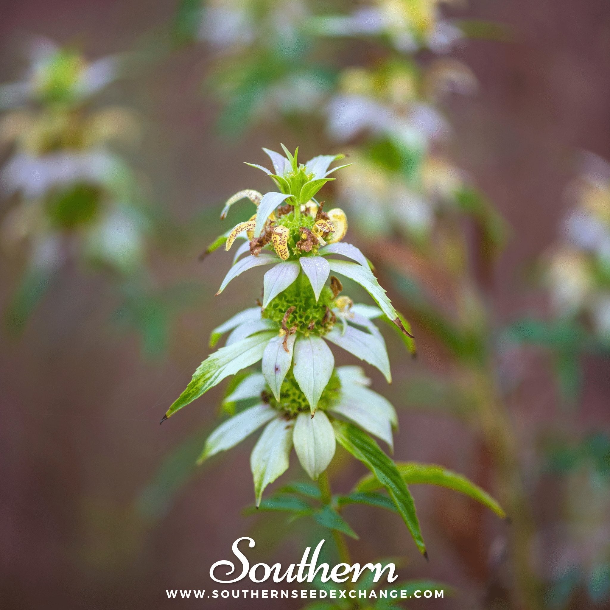 Spotted Bee Balm (Horsemint) – 50 Seeds