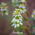 Spotted Bee Balm Seeds – Monarda punctata – Native Perennial Pollinator Magnet for Bees & Wasp Gardens