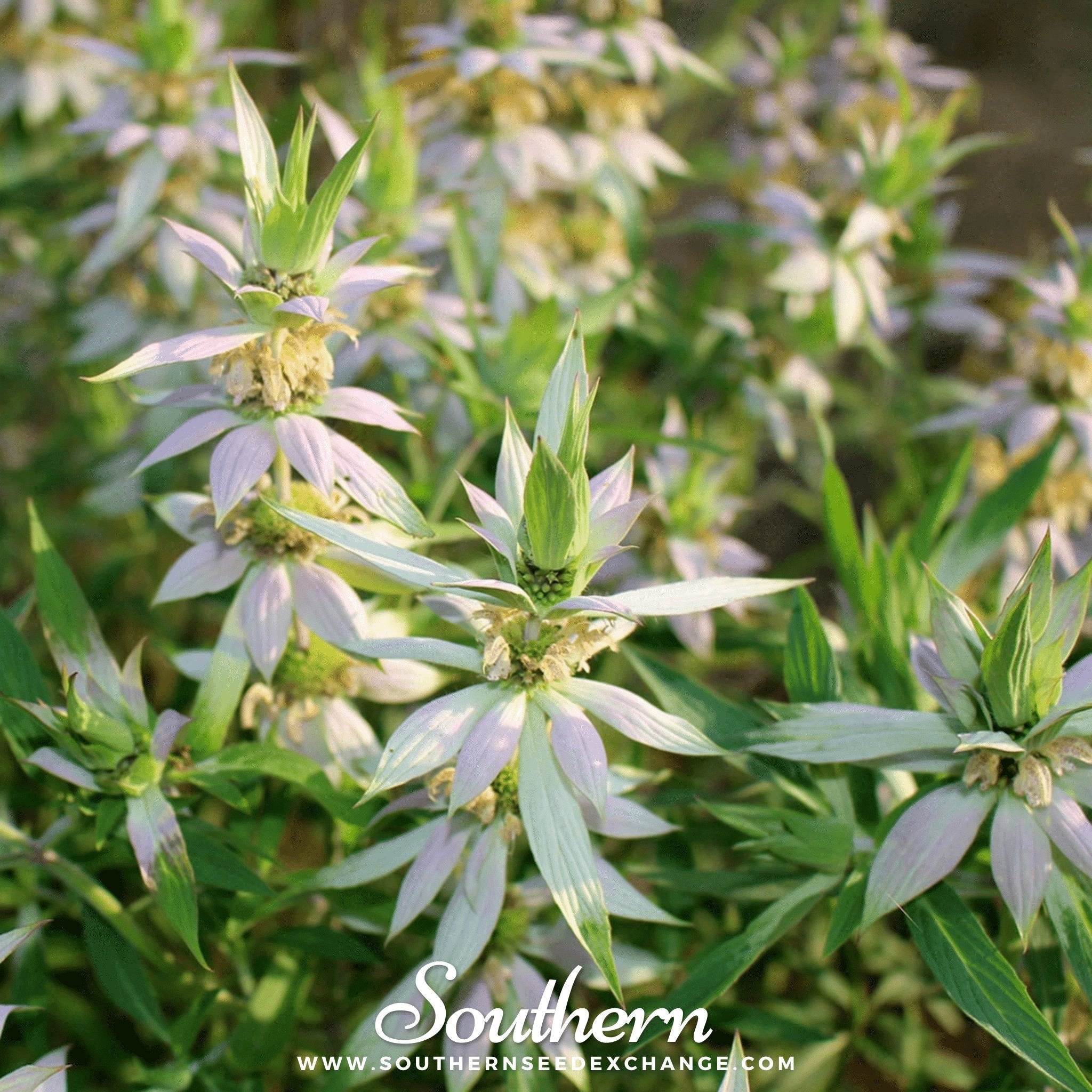 Spotted Bee Balm (Horsemint) – 50 Seeds