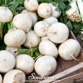 Detroit White Beet Seeds – Non-GMO Heirloom, Open Pollinated, Culinary Sweet, 200 Seeds