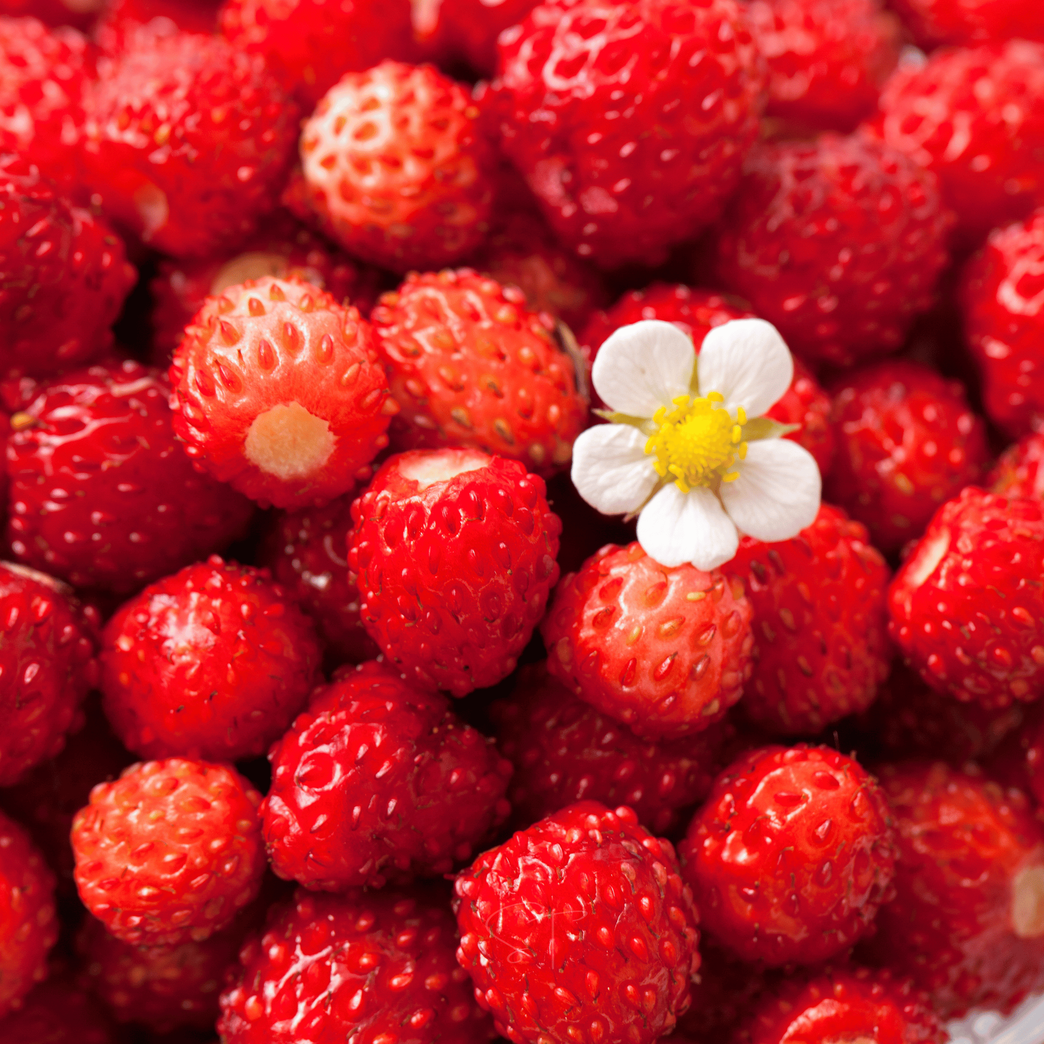 Berry Seed Collection (Elderberry • Blueberry • Strawberry)