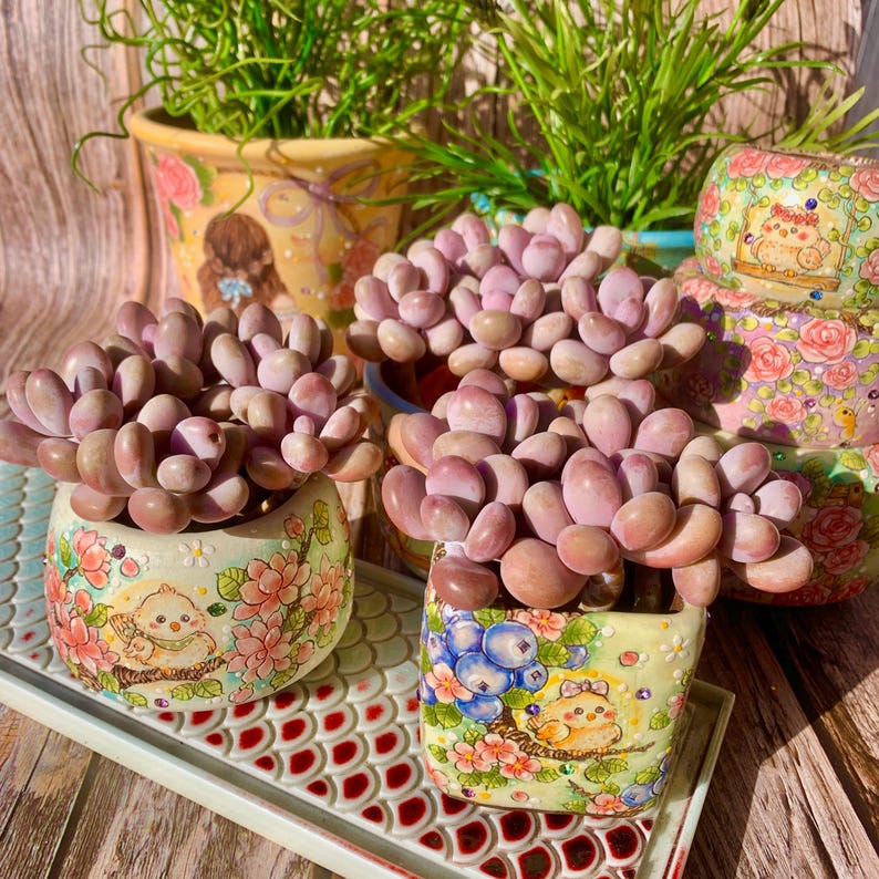 Graptopetalum Amethystinum 'Rose Walther' Cluster Approx. 3.5-inch in diameter