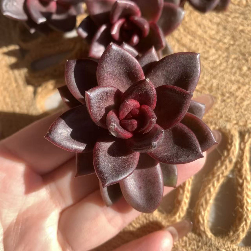 Echeveria 'Night Phantom' 1.5” Rare Succulent - Live Plant Indoor Office Party Gift