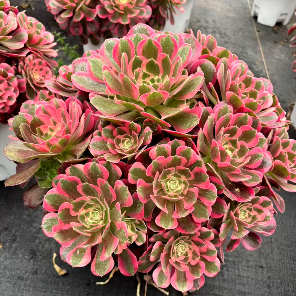 Aeonium 'Pink Lady' - Extra-Large Approx. 12" - Known For Its Watercolor-like Rosettes