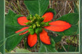 Fire-on-the-Mountain Euphorbia Cyathophora Seeds – Bright Red-Green Bracts, Annual Ornamental Flower for Borders & Pollinator Gardens