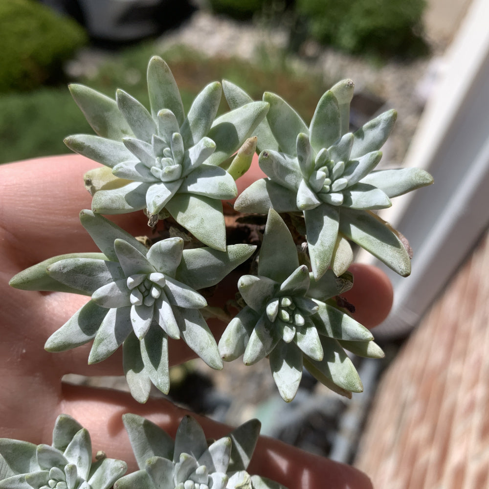 Dudleya gnoma S.W.McCabe - Single Diameter Approx. 2"-2.5"