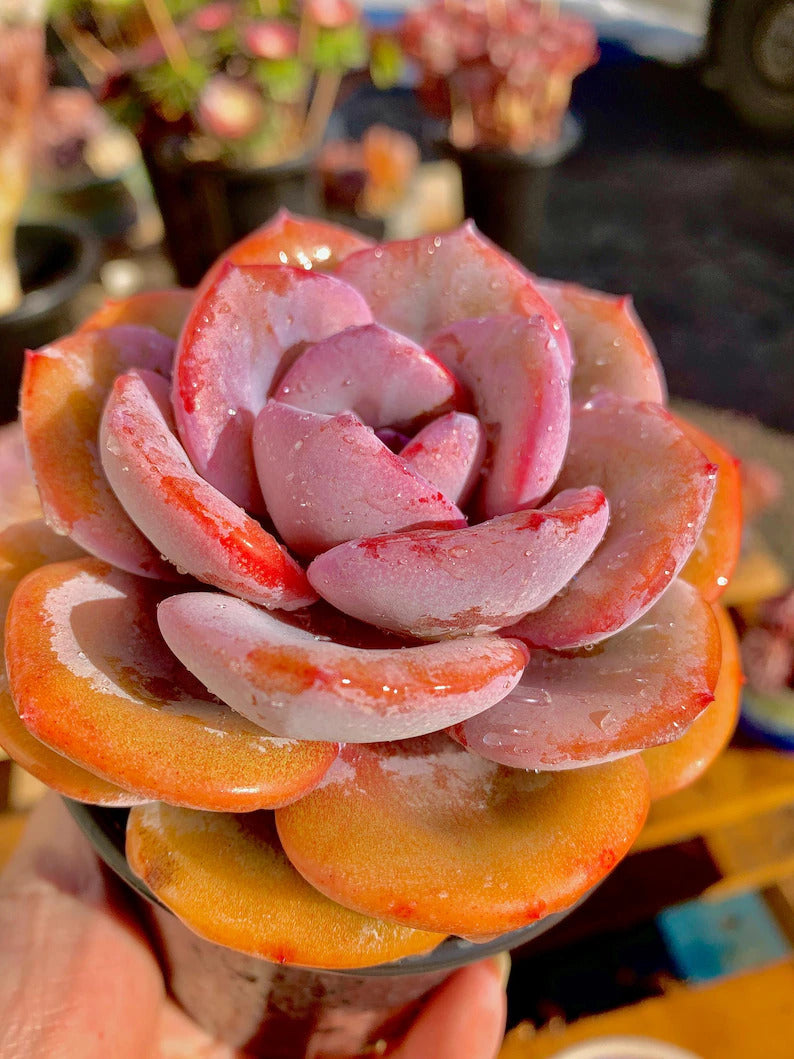 2512-047 Boutique Big Rare Succulents/Echeveria Cream Tea /What You See is What You Get/Bare Root Without Soil Pot/Plants Gifts