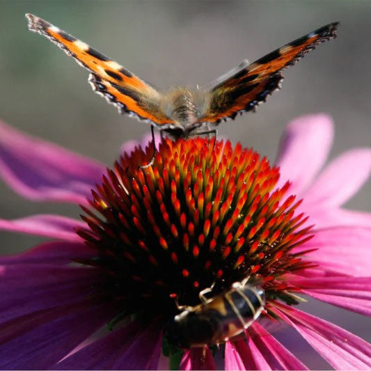 Hummingbird & Butterfly Pollinator Wildflower Garden Confetti Seed Balls