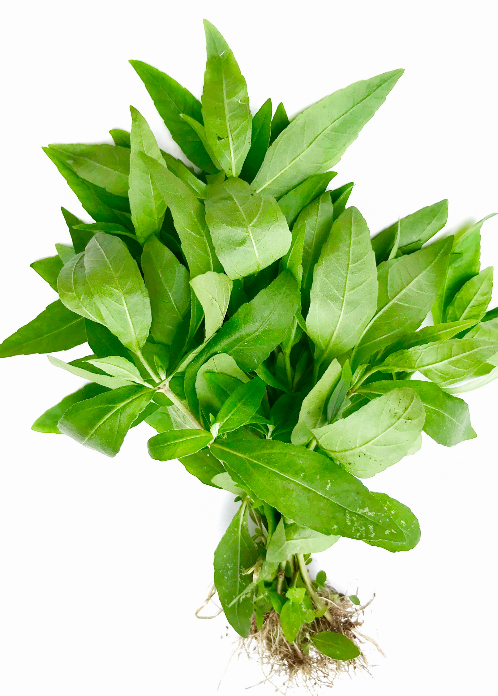 Bhringraj (Eclipta prostrata, syn, Eclipta alba)