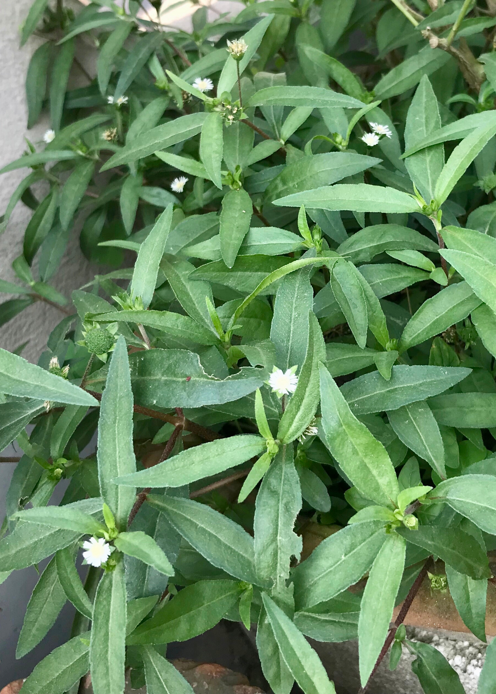 Bhringraj (Eclipta prostrata, syn, Eclipta alba)