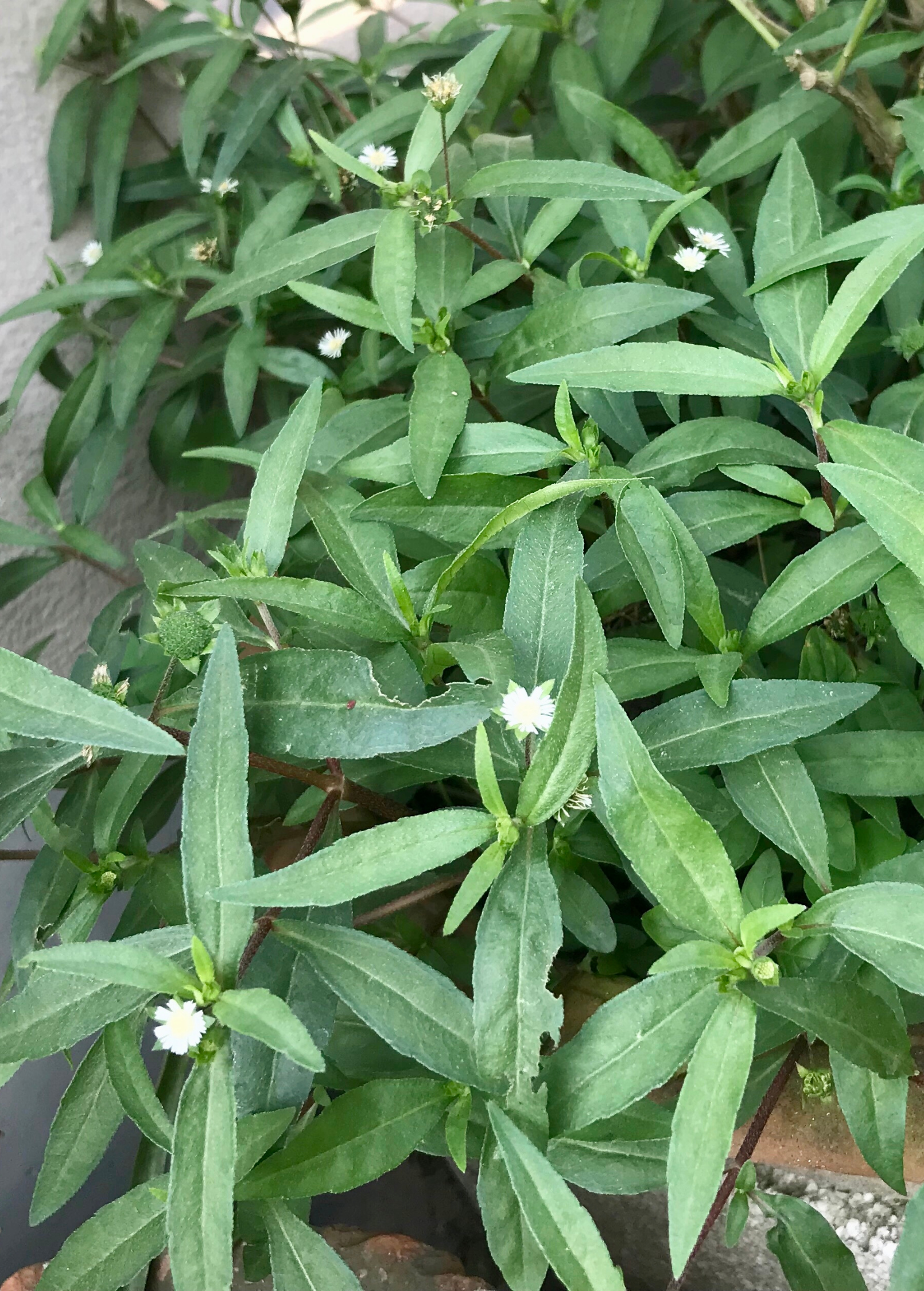 Bhringraj (Eclipta prostrata, syn, Eclipta alba)