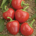 Big Bomb Pepper Seeds