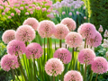 Allium 'Big Beauty'
