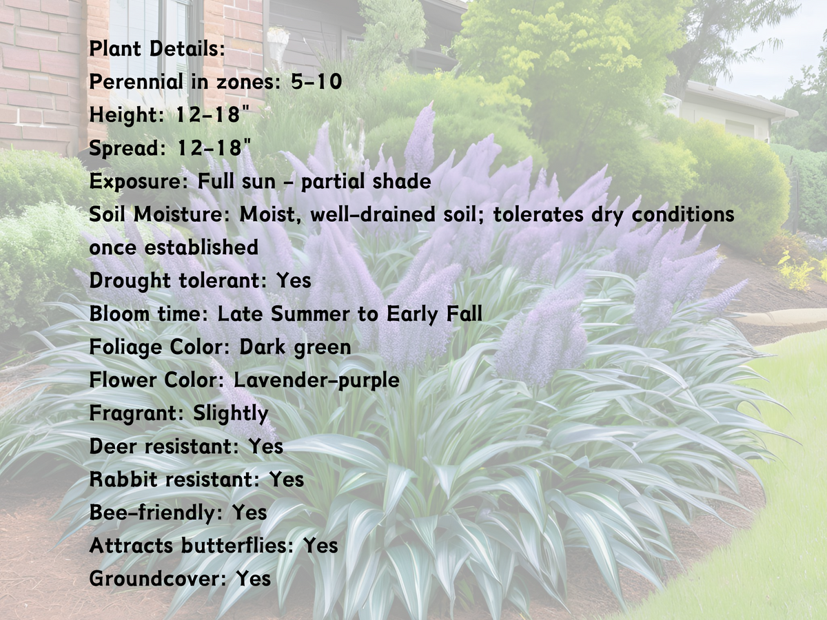Liriope 'Big Blue'