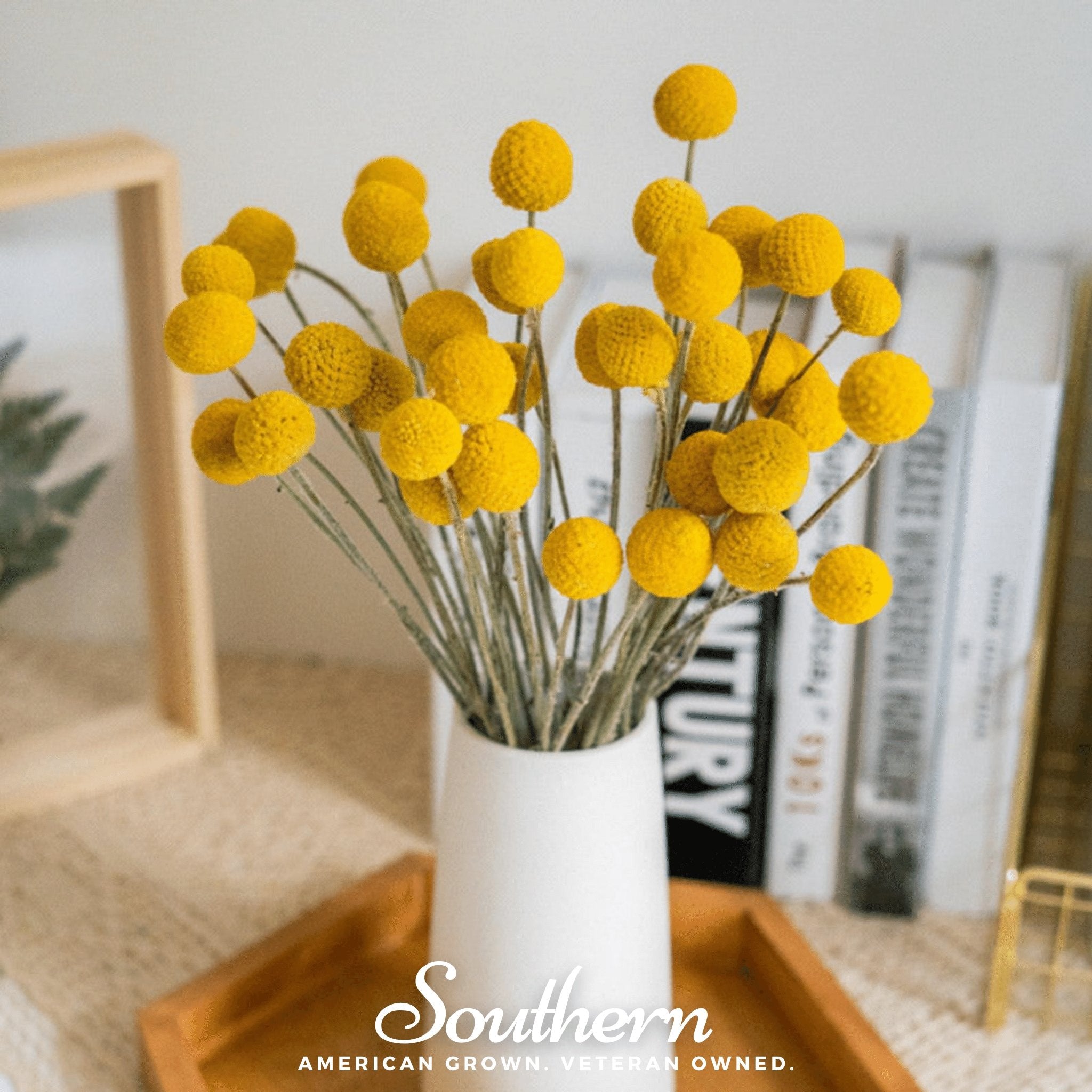Billy Buttons (Drumsticks) – 50 Seeds