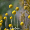 Billy Buttons Seeds | Drumsticks Craspedia Globosa | Golden-Yellow Spherical Flowers for Cut & Dried Arrangements