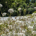 Bishop's Flower Seeds – 500 Heirloom White Lace Flower for Cutting Gardens & Beneficial Insects – Ammi majus