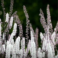 Black Cohosh Seeds – Perennial Native Plant for Shade Gardens, White Fragrant Flowers, Actaea racemosa, 25 Seeds