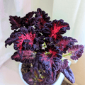 Black Dragon Coleus Seeds – Heirloom, Non-GMO, Shade Garden Foliage, Velvety Dark Purple, Ruffled Leaves, Coleus scutellarioides