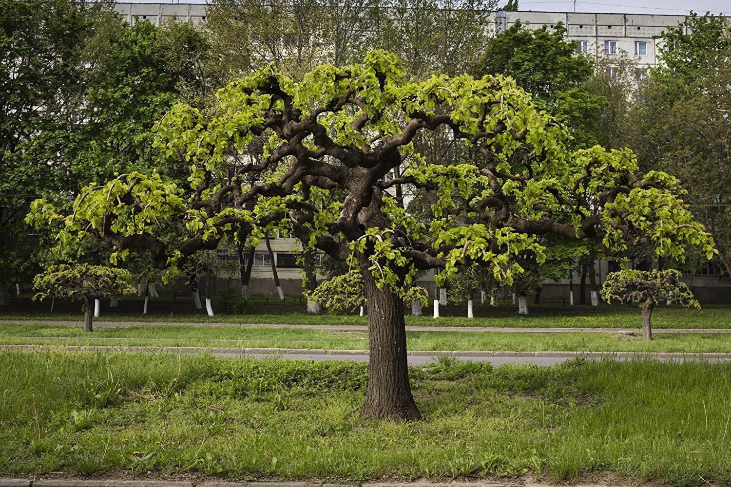 Black Mulberry - 50 Seeds - Morus Nigra, Non GMO, Heirloom
