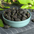 Black Mulberry – 50 Seeds