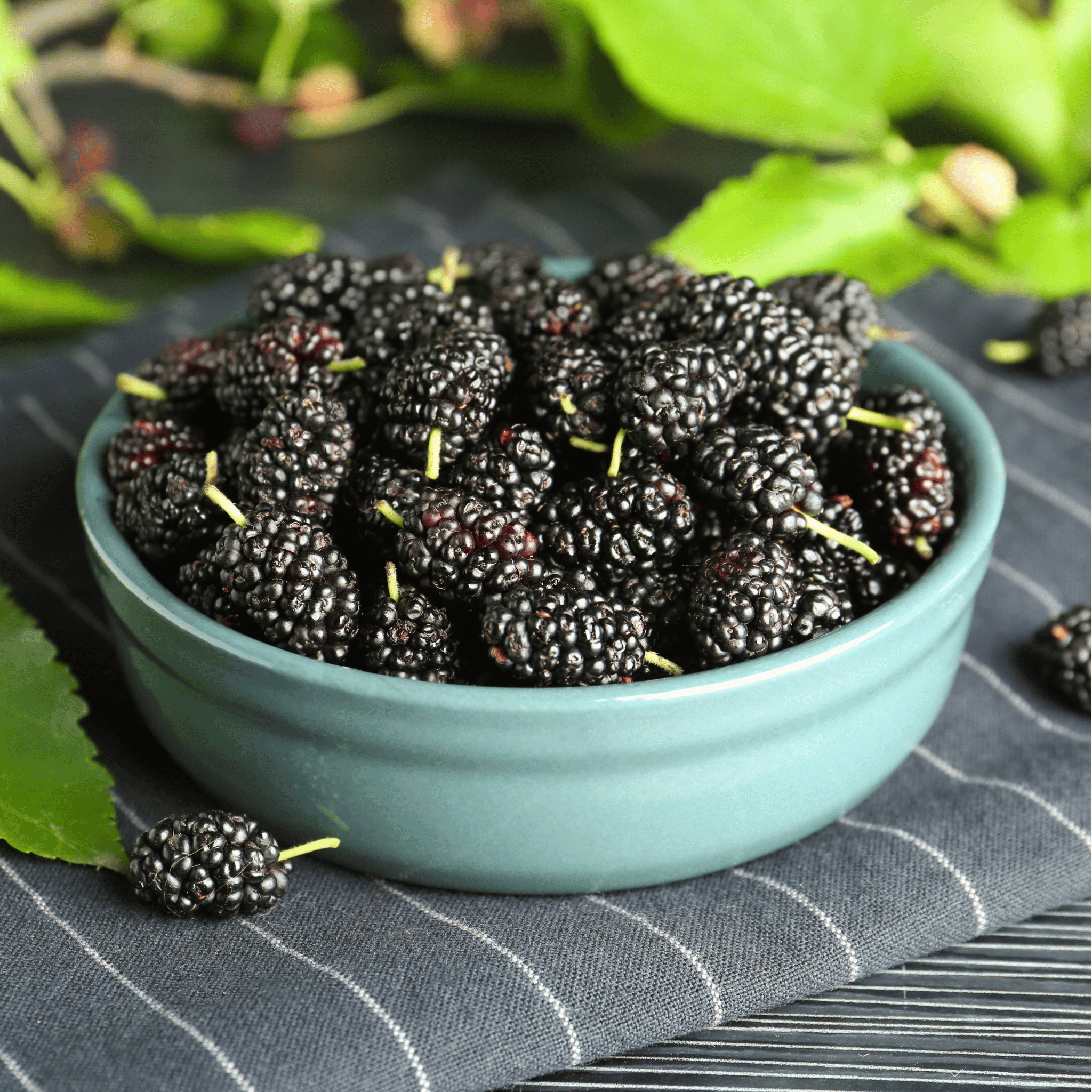 Black Mulberry – 50 Seeds