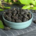 Black Mulberry Seeds – 50 Heirloom Morus nigra Fruit Tree Seeds for Growing Dark Purple Berries