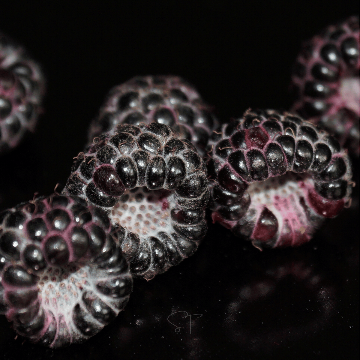 Raspberry Seed Packets Black Raspberry – 30 Seeds – Nate's Garden Supply