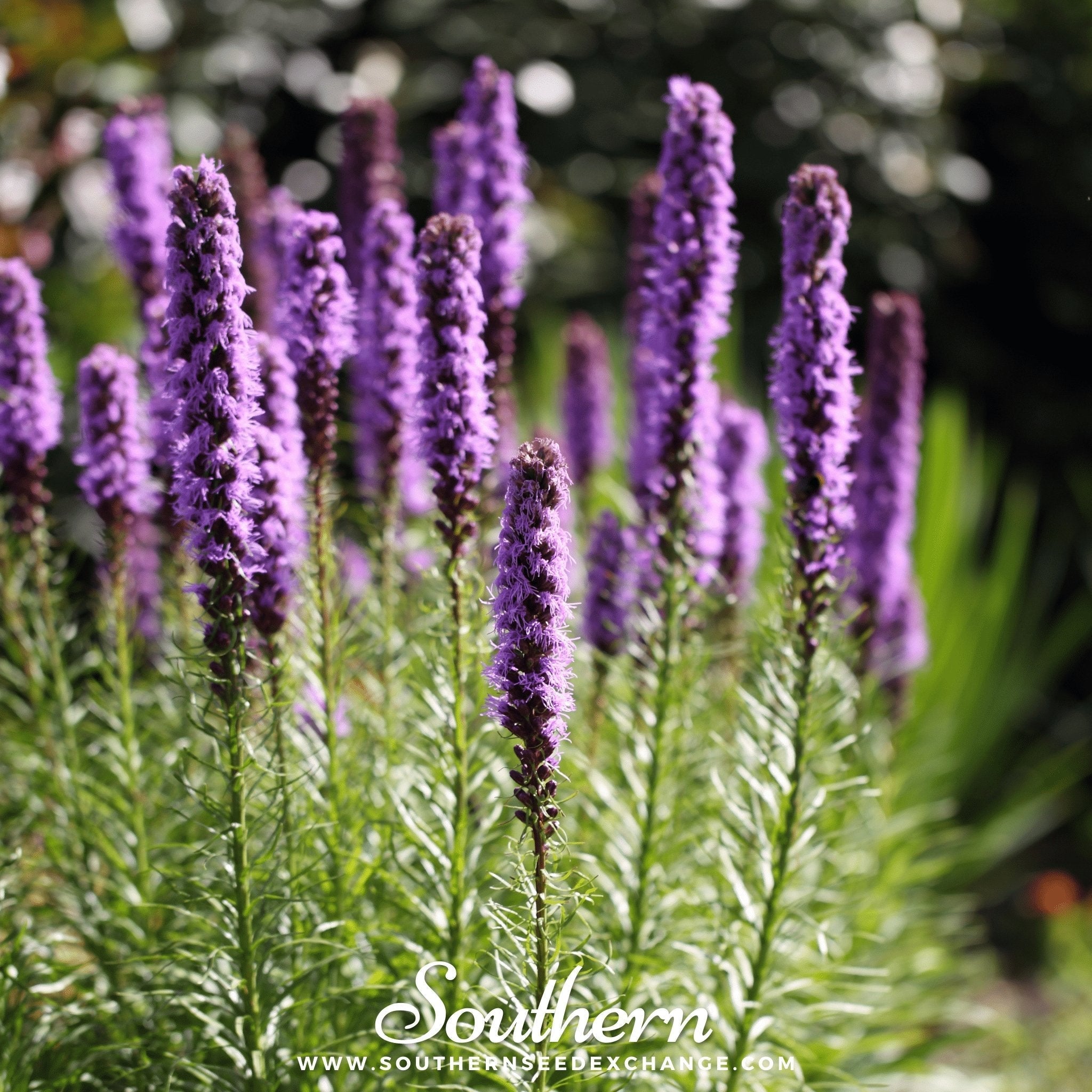 Marsh Blazing Star – 50 Seeds