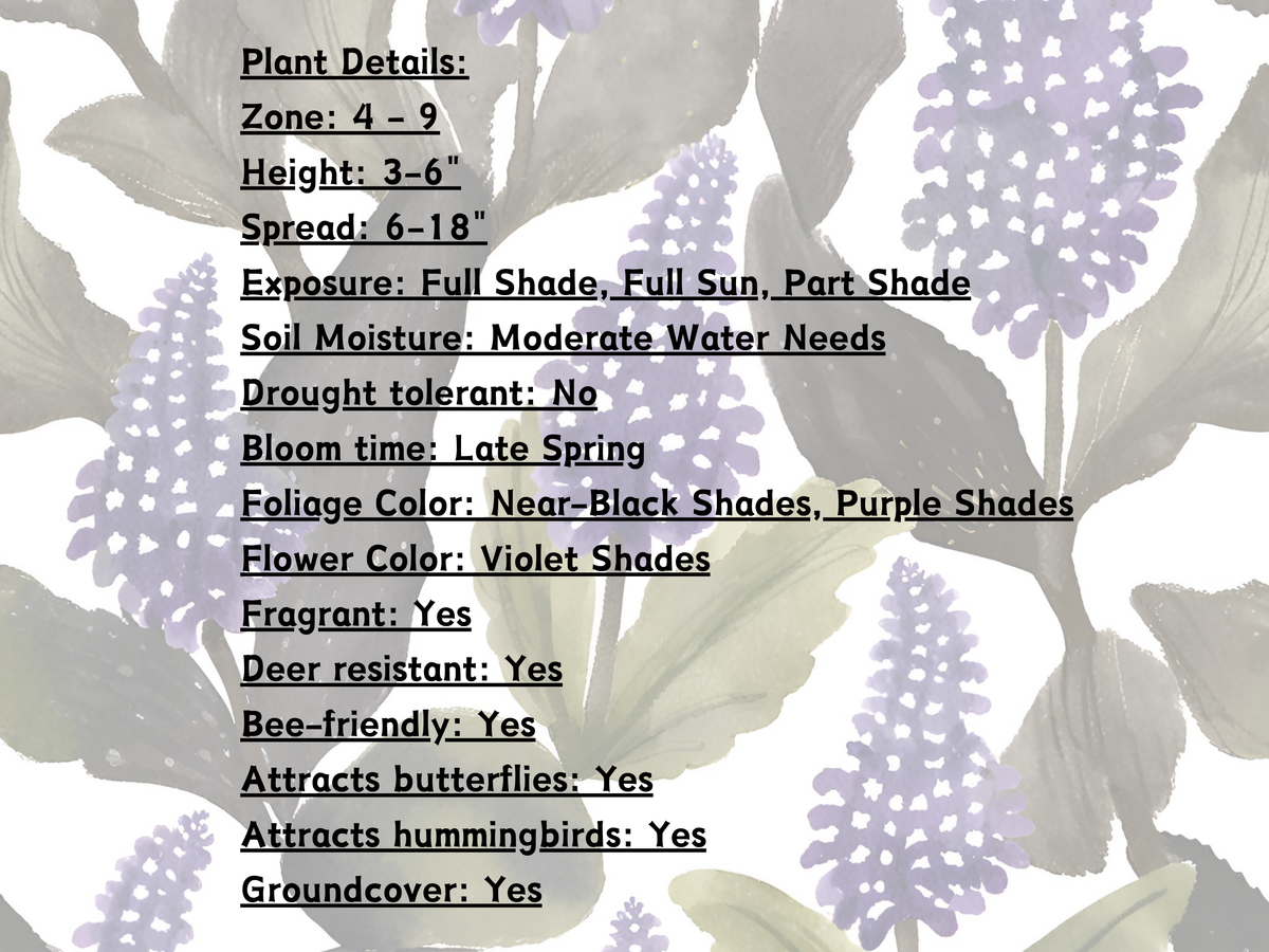 Ajuga 'Black Scallop'