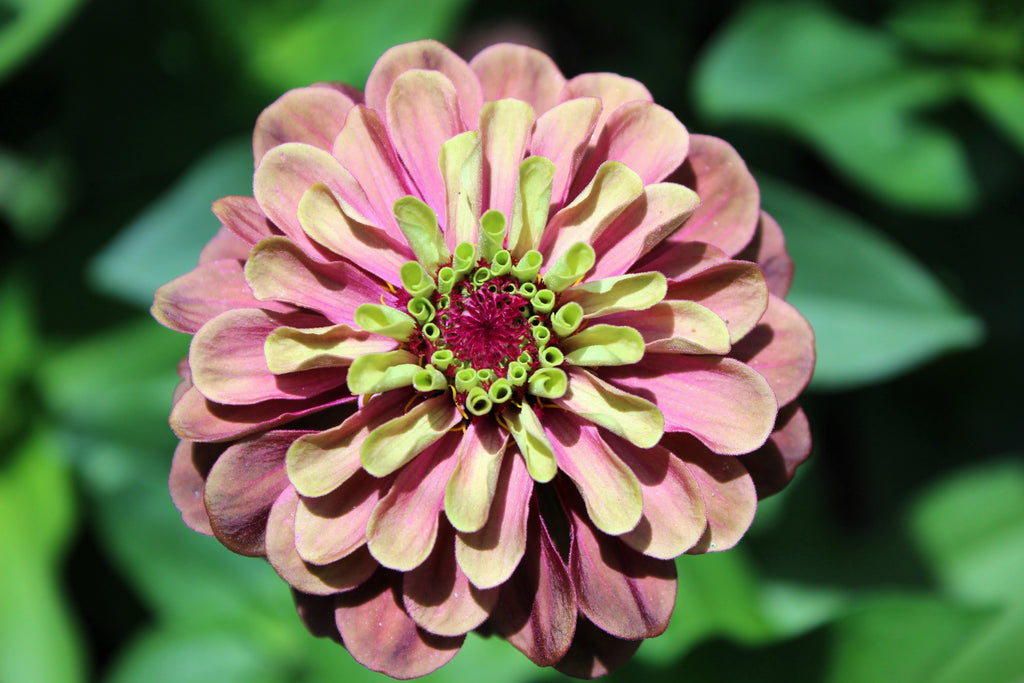 20 Organic QUEENY LIME MIX ZINNIA Elegans Mixed Colors Red Orange Yellow Pink Green Queen Flower Seeds