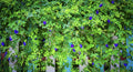 Blue Butterfly Pea Vine Flower - 35 Seeds