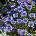 Blue Daisy - 100 Seeds - Colorful Flowers Garden Plants