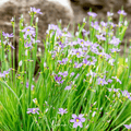 Blue Eyed Stout Grass – 50 Seeds