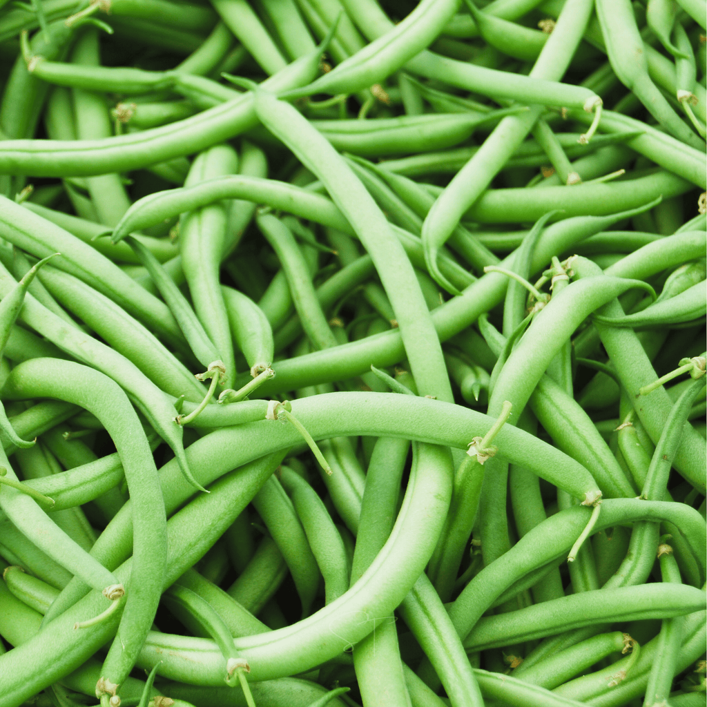 Blue Lake Bean (Pole) – 50 Seeds