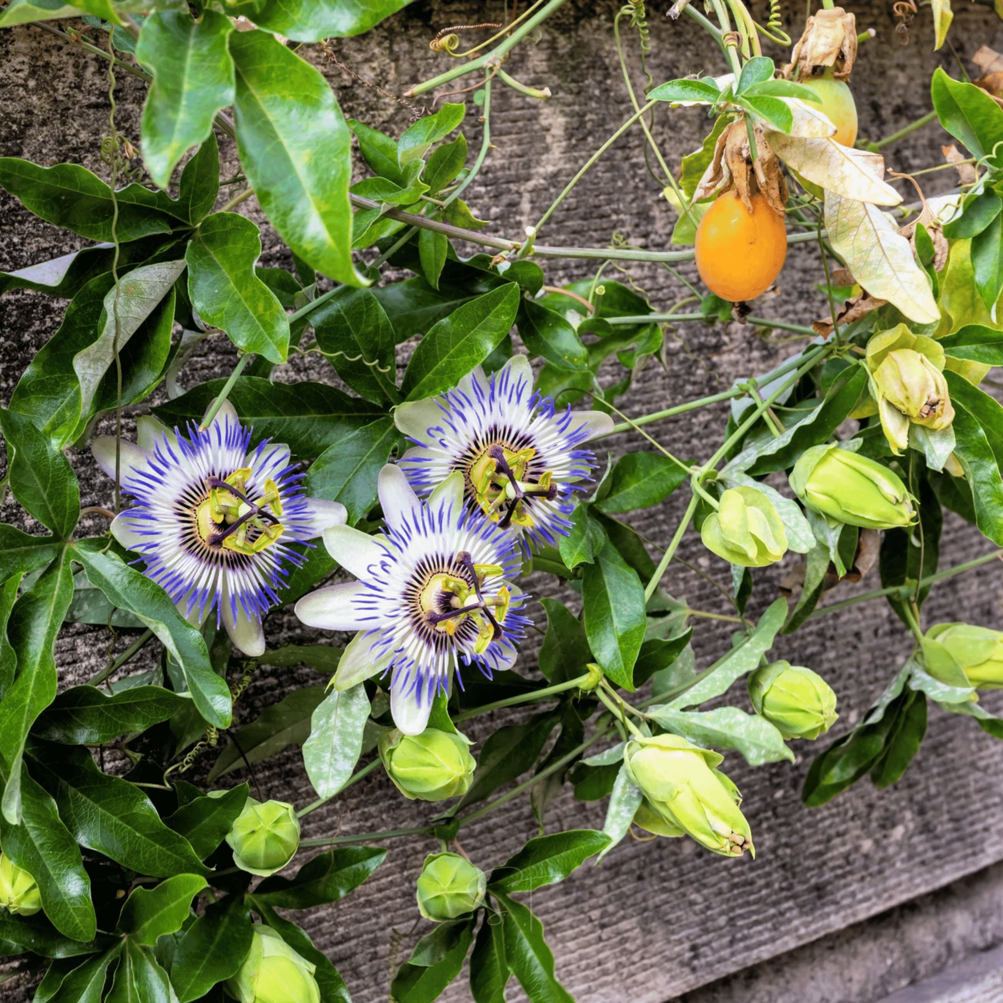 Blue Passionflower – 20 Seeds