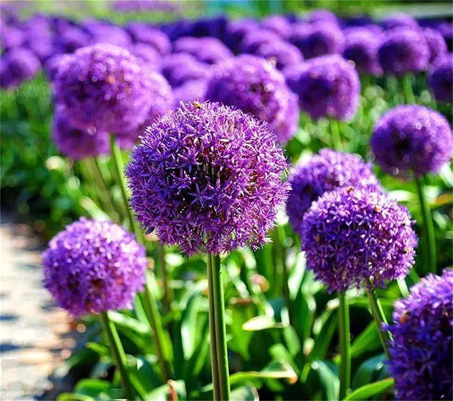 Blue Purple Giant Allium Seeds - Globemaster Allium Giganteum Flower Seeds
