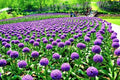 Blue Purple Giant Allium Seeds - Globemaster Allium Giganteum Flower Seeds